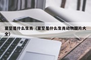 夏至是什么生肖（夏至是什么生肖动物图片大全）
